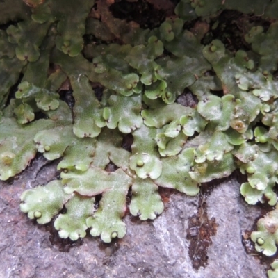 Marchantia sp. (genus) (A Liverwort) at Paddys River, ACT - 25 Oct 2018 by michaelb