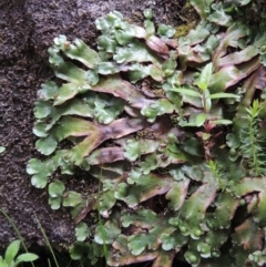 Marchantia sp. (genus) at Paddys River, ACT - 25 Oct 2018 07:09 PM