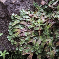 Marchantia sp. (genus) at Paddys River, ACT - 25 Oct 2018 07:09 PM