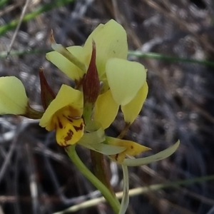 Diuris sulphurea at Kambah, ACT - 12 Nov 2018