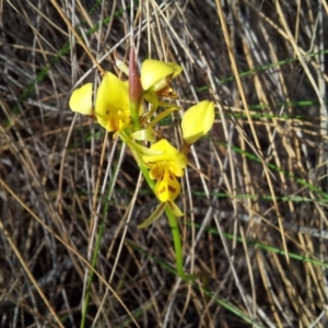 Diuris sulphurea at Kambah, ACT - 12 Nov 2018