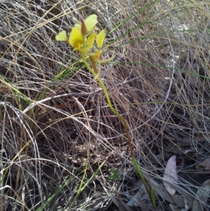 Diuris sulphurea at Kambah, ACT - 12 Nov 2018