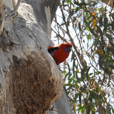 Platycercus elegans (Crimson Rosella) at Pialligo, ACT - 11 Nov 2018 by MatthewFrawley