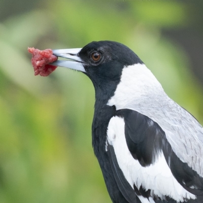 Gymnorhina tibicen (Australian Magpie) at Bald Hills, NSW - 10 Nov 2018 by JulesPhotographer