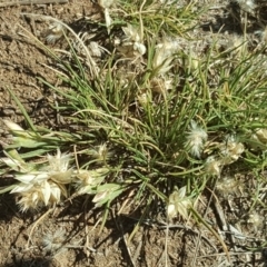 Rytidosperma carphoides (Short Wallaby Grass) at Hume, ACT - 11 Nov 2018 by Mike