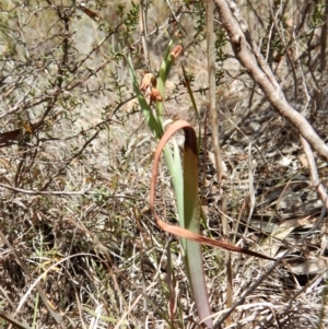 Calochilus platychilus at Cook, ACT - suppressed