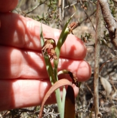 Calochilus platychilus at Cook, ACT - suppressed