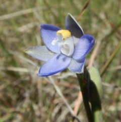 Thelymitra pauciflora (Slender Sun Orchid) at Cook, ACT - 11 Nov 2018 by CathB