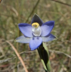 Thelymitra pauciflora at Cook, ACT - suppressed