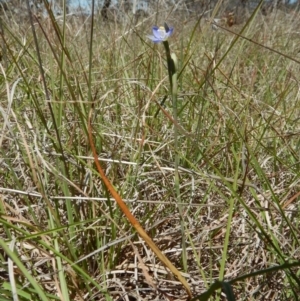 Thelymitra pauciflora at Cook, ACT - suppressed