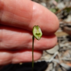 Caleana minor (Small Duck Orchid) at Dunlop, ACT - 12 Nov 2018 by CathB