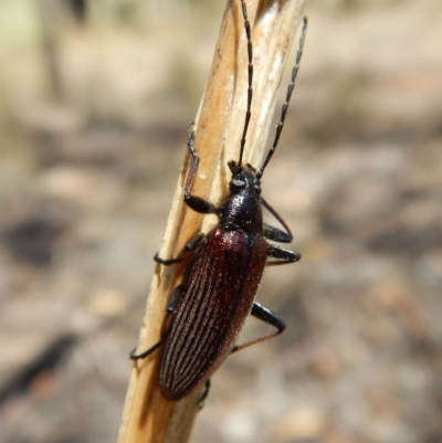 Homotrysis cisteloides (Darkling beetle) at Cook, ACT - 11 Nov 2018 by CathB