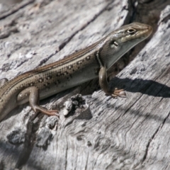 Liopholis whitii (White's Skink) at Tharwa, ACT - 11 Nov 2018 by SWishart