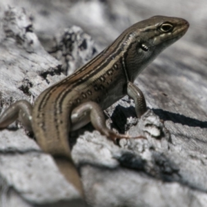 Liopholis whitii at Tharwa, ACT - 11 Nov 2018