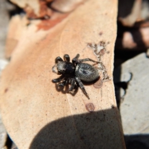 Salticidae sp. 'Golden palps' at Cook, ACT - 11 Nov 2018