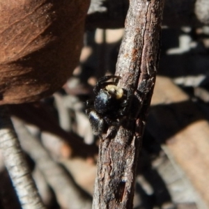 Salticidae sp. 'Golden palps' at Cook, ACT - 11 Nov 2018 12:06 PM