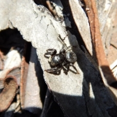 Salticidae sp. 'Golden palps' at Cook, ACT - 11 Nov 2018