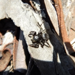 Salticidae sp. 'Golden palps' at Cook, ACT - 11 Nov 2018