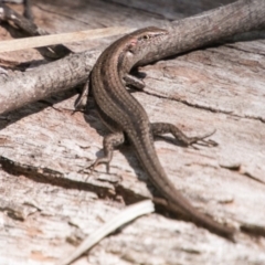 Lampropholis guichenoti (Common Garden Skink) at Tharwa, ACT - 11 Nov 2018 by SWishart