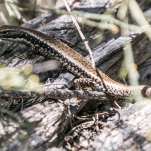 Eulamprus heatwolei at Tharwa, ACT - 11 Nov 2018