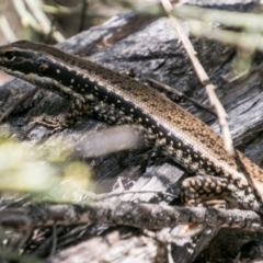 Eulamprus heatwolei at Tharwa, ACT - 11 Nov 2018