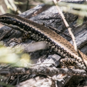 Eulamprus heatwolei at Tharwa, ACT - 11 Nov 2018 11:15 AM