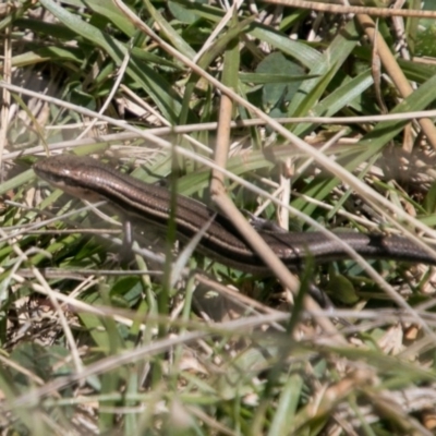 Acritoscincus duperreyi (Eastern Three-lined Skink) at Tharwa, ACT - 11 Nov 2018 by SWishart