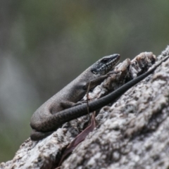 Egernia saxatilis (Black Rock Skink) at Tharwa, ACT - 11 Nov 2018 by SWishart