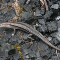 Lampropholis guichenoti (Common Garden Skink) at Tharwa, ACT - 11 Nov 2018 by SWishart