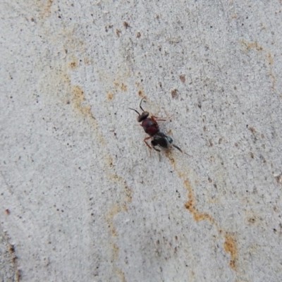 Chalcididae (family) (Unidentified chalcid wasp) at Cook, ACT - 10 Nov 2018 by CathB