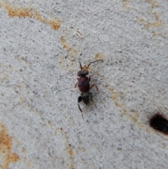 Chalcididae (family) at Cook, ACT - 10 Nov 2018