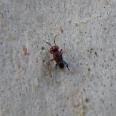 Chalcididae (family) at Cook, ACT - 10 Nov 2018