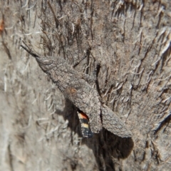 Coryphistes ruricola (Bark-mimicking Grasshopper) at Aranda Bushland - 12 Nov 2018 by CathB