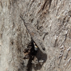 Coryphistes ruricola at Dunlop, ACT - 12 Nov 2018 11:43 AM