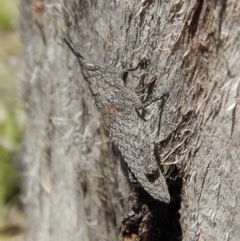 Coryphistes ruricola at Dunlop, ACT - 12 Nov 2018 11:43 AM