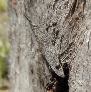 Coryphistes ruricola at Dunlop, ACT - 12 Nov 2018 11:43 AM