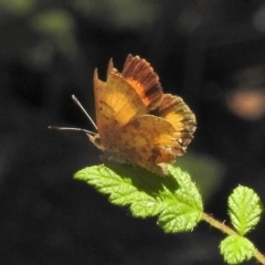 Paralucia aurifera (Bright Copper) at Lower Cotter Catchment - 12 Nov 2018 by JohnBundock