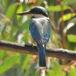 Todiramphus sanctus at Cotter River, ACT - 12 Nov 2018 10:45 AM