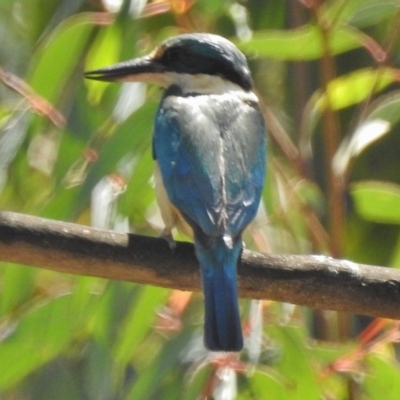 Todiramphus sanctus (Sacred Kingfisher) at Cotter River, ACT - 11 Nov 2018 by JohnBundock