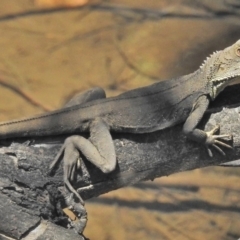 Intellagama lesueurii howittii (Gippsland Water Dragon) at Lower Cotter Catchment - 12 Nov 2018 by JohnBundock