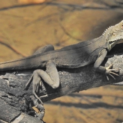 Intellagama lesueurii howittii (Gippsland Water Dragon) at Lower Cotter Catchment - 12 Nov 2018 by JohnBundock