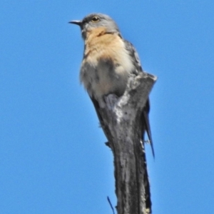 Cacomantis flabelliformis at Uriarra, NSW - 12 Nov 2018 12:31 PM