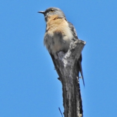 Cacomantis flabelliformis (Fan-tailed Cuckoo) at Uriarra, NSW - 12 Nov 2018 by JohnBundock