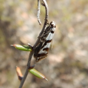 Philobota impletella Group at Cook, ACT - 11 Nov 2018