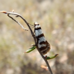 Philobota impletella Group at Cook, ACT - 11 Nov 2018