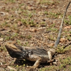 Pogona barbata (Eastern Bearded Dragon) at Stromlo, ACT - 12 Nov 2018 by JohnBundock