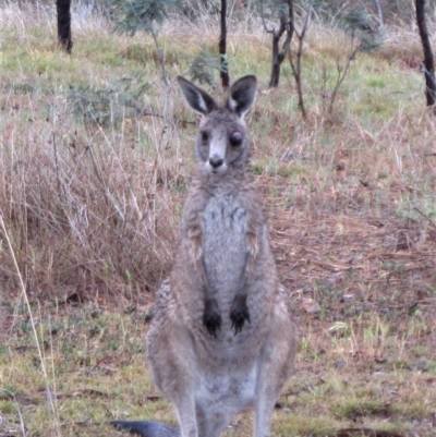 Macropus giganteus (Eastern Grey Kangaroo) at Mount Painter - 7 Nov 2018 by CathB