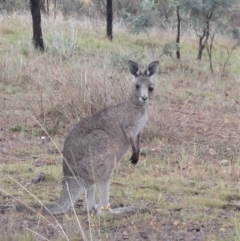 Macropus giganteus at Cook, ACT - 7 Nov 2018 03:33 PM