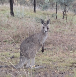 Macropus giganteus at Cook, ACT - 7 Nov 2018 03:33 PM