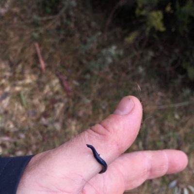 Caenoplana coerulea (Blue Planarian, Blue Garden Flatworm) at Kosciuszko National Park - 5 Oct 2018 by MattBeitzel